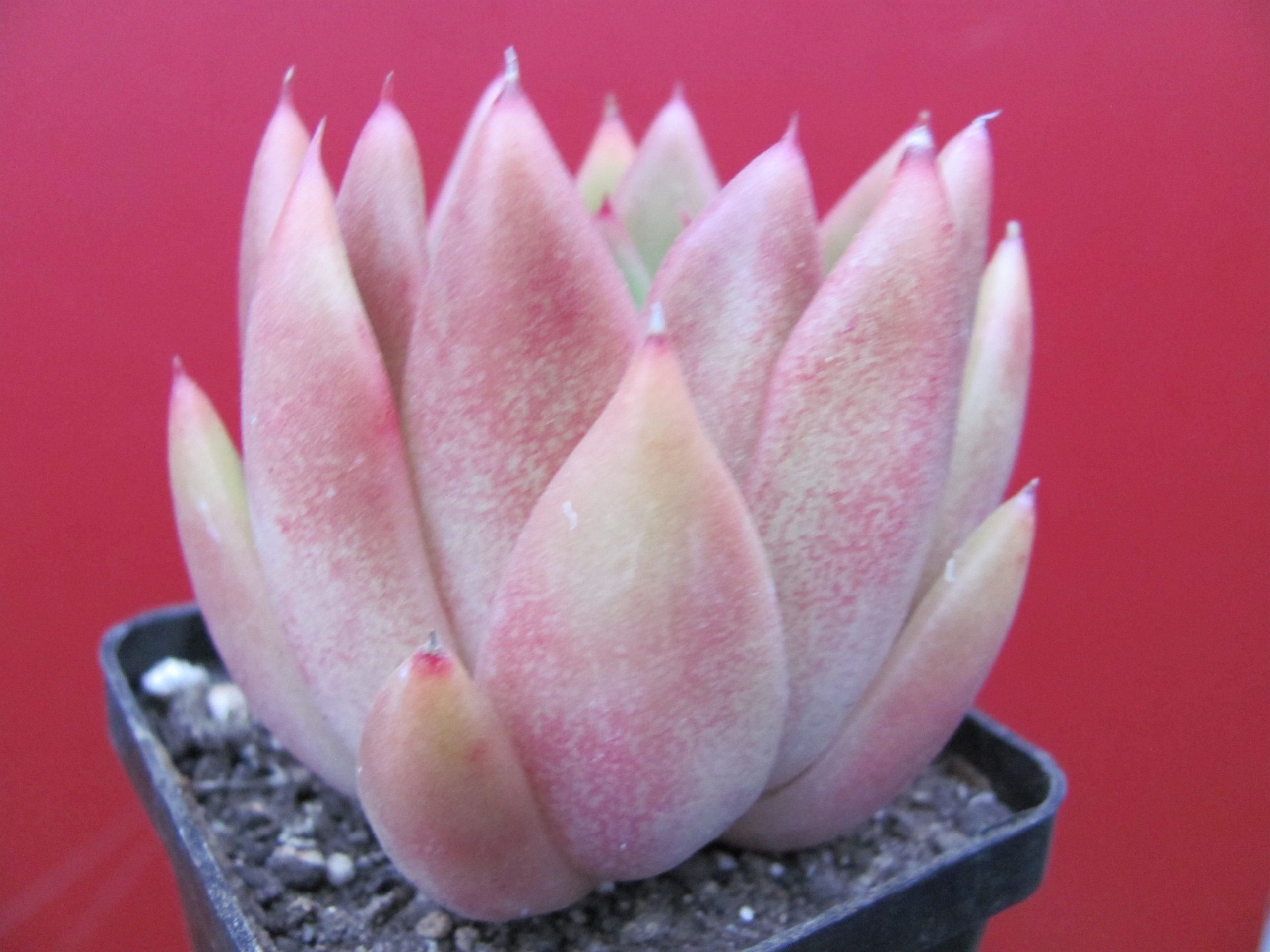 Echeveria Frank Reinelt