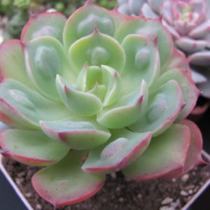 Echeveria Raindrops