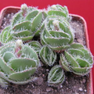 Crassula tomentosa  glabrifolia