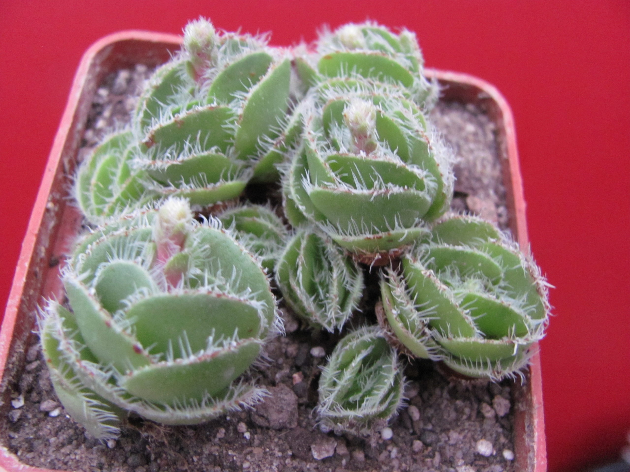 Crassula tomentosa glabrifolia