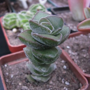 Crassula *Jade Tower*