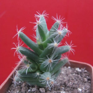 Trichodiadema densum
