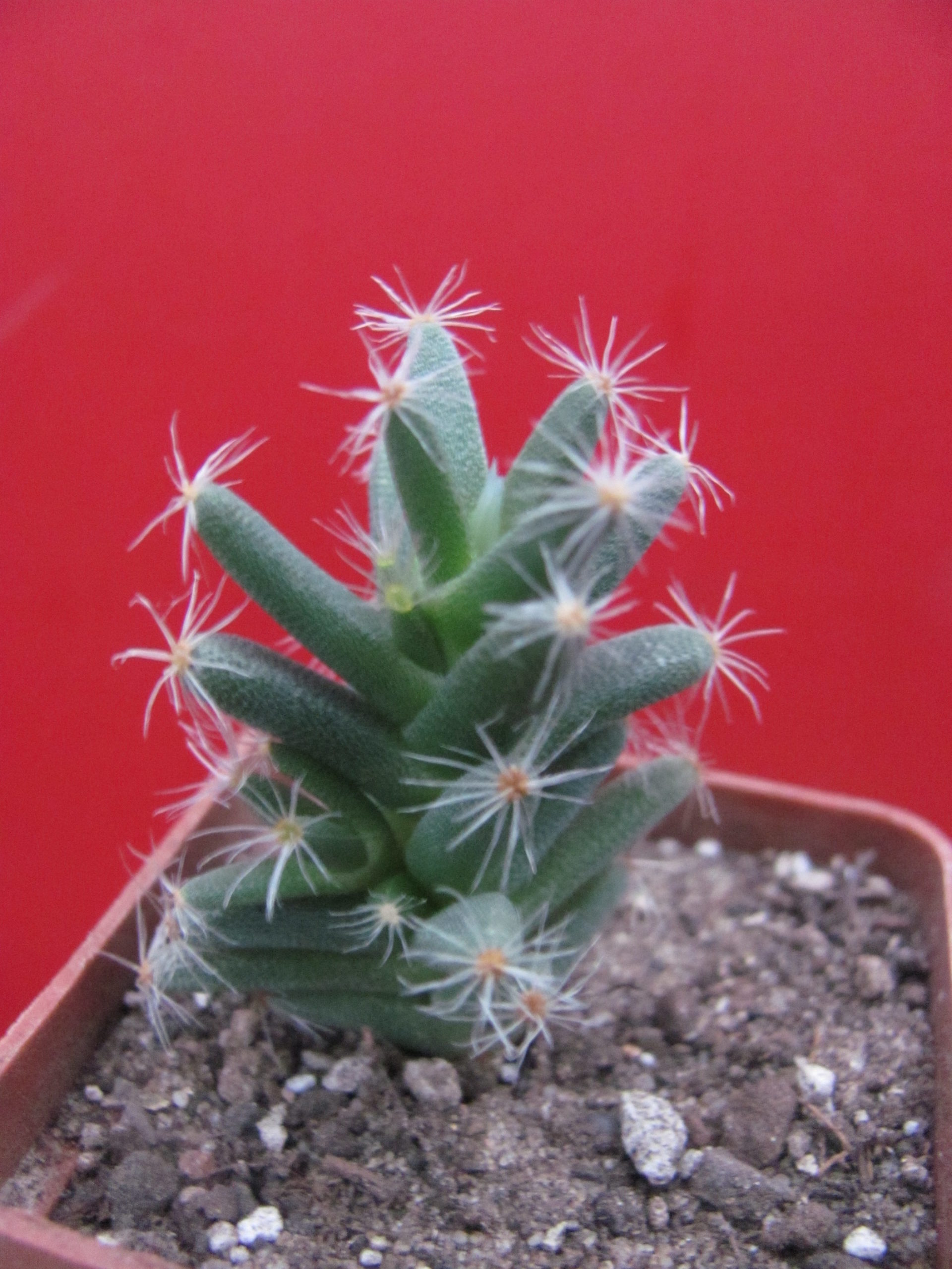 Trichodiadema densum