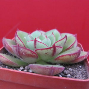 Echeveria Joan Daniel