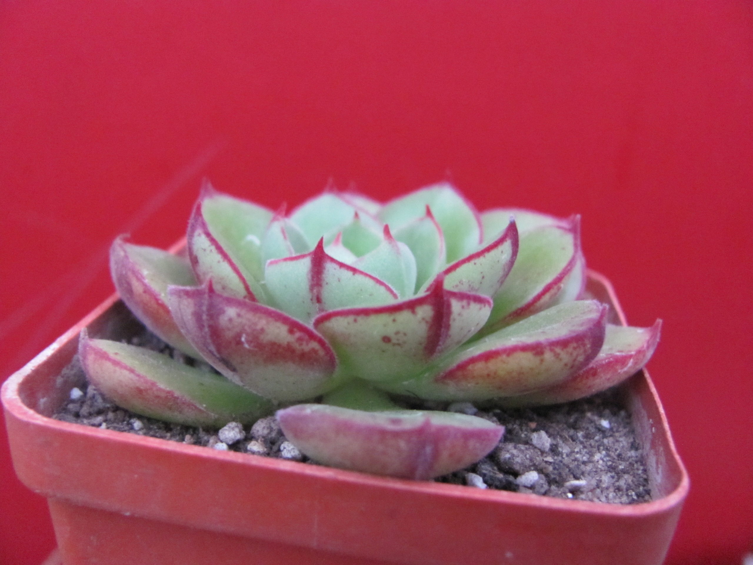 Echeveria Joan Daniel