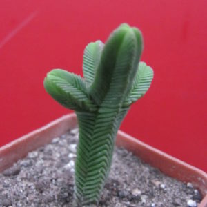Crassula pyramidalis