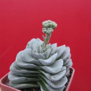 Crassula coralita