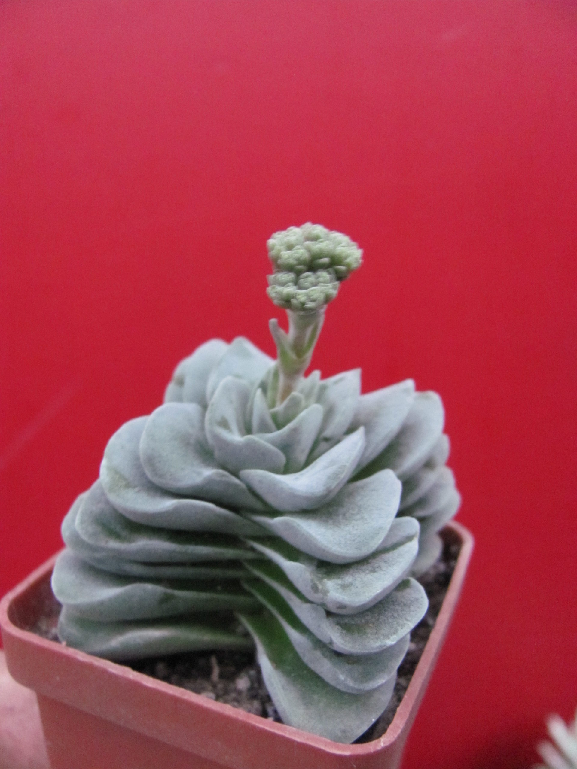 Crassula coralita