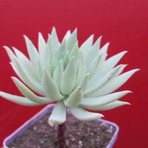 Dudleya  farinosa