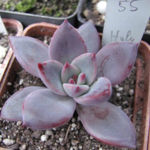 Echeveria  hybr.   55       Italy