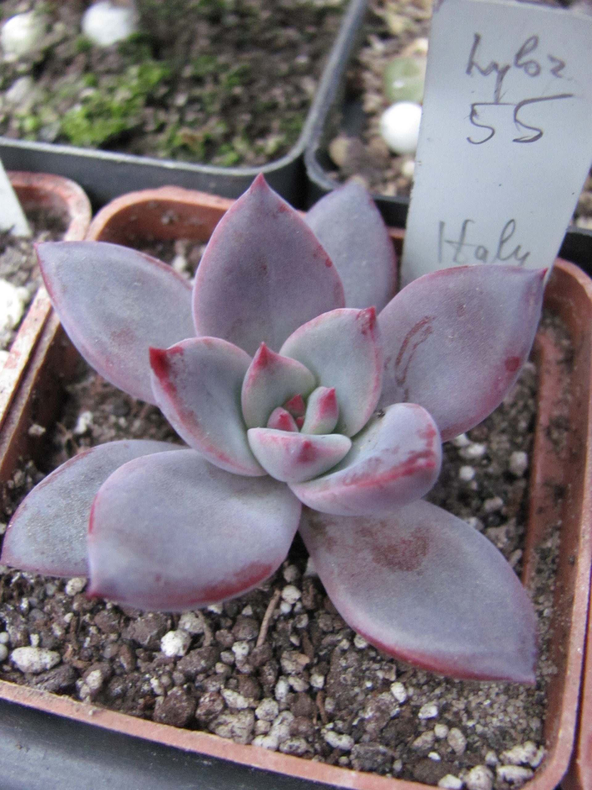 Echeveria hybr. 55 Italy