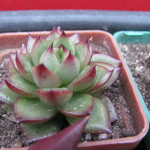 Echeveria   *Polaroid Anna*