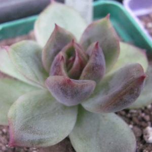 Echeveria  *Black Rose*