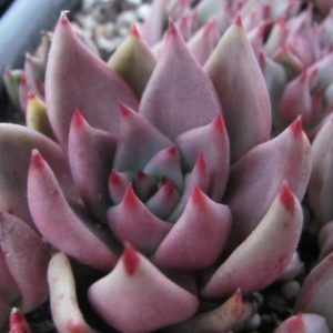 Echeveria     Romeo  x  Rubin