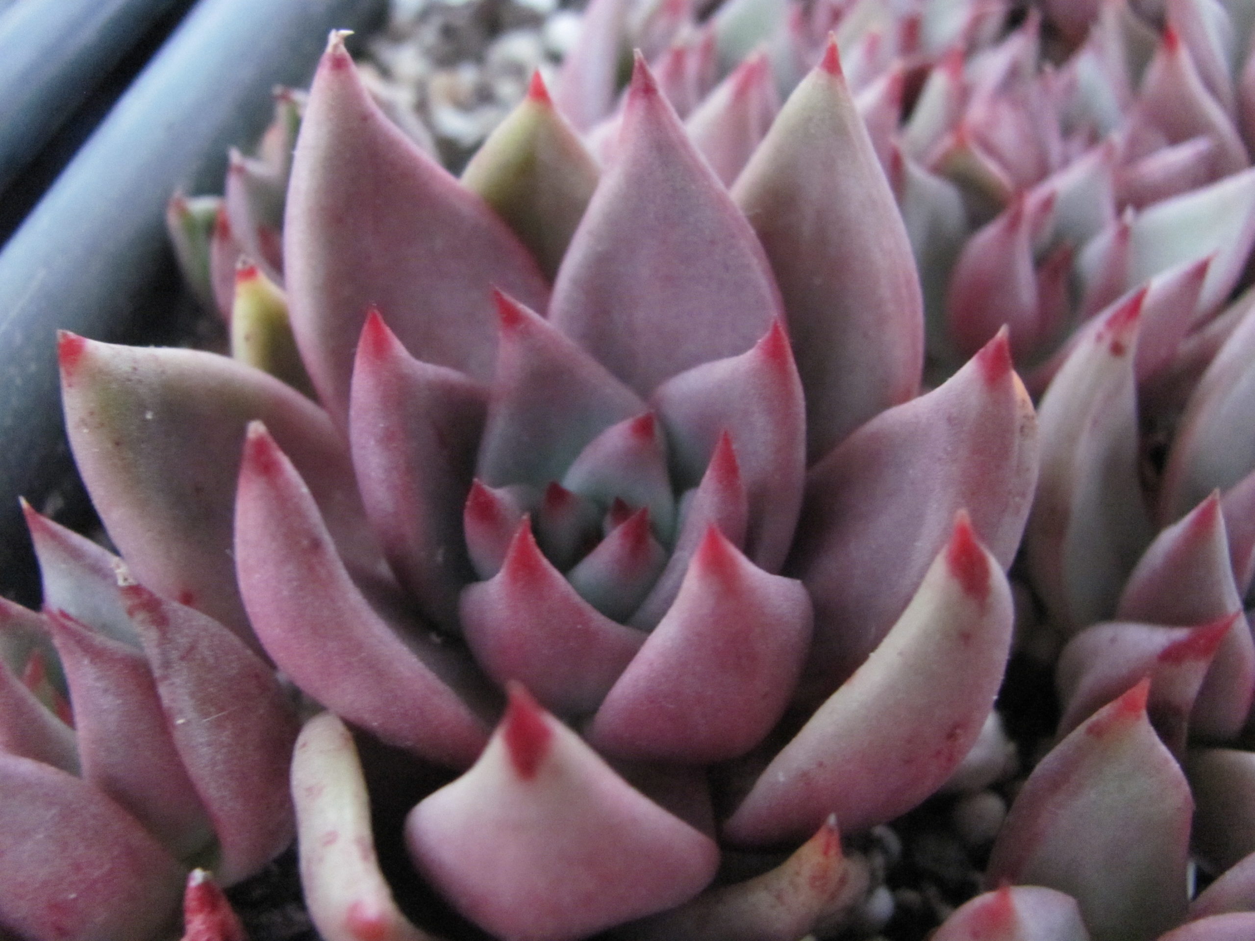 Echeveria Romeo x Rubin