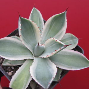 Agava  *Kissho  Kan*   variegata