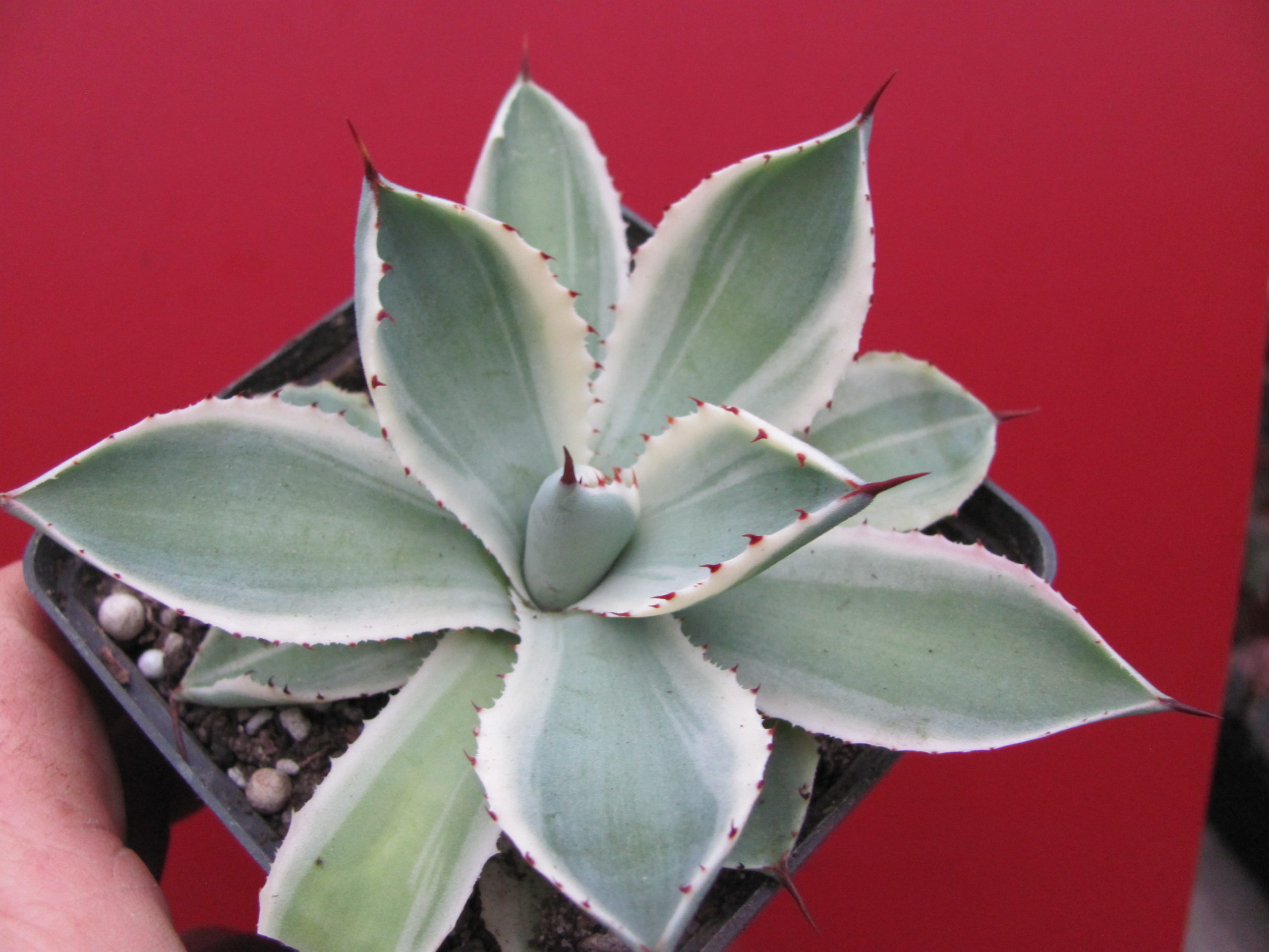 Agava  *Kissho  Kan*   variegata