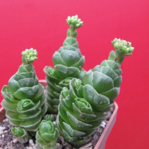 Crassula  Emerald