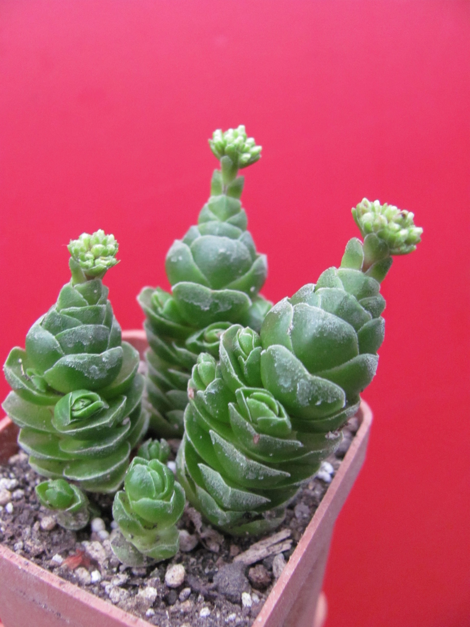 Crassula Emerald