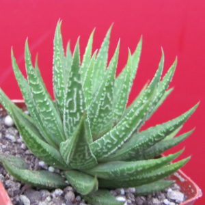 Haworthia limifolia  hybr.      Japan