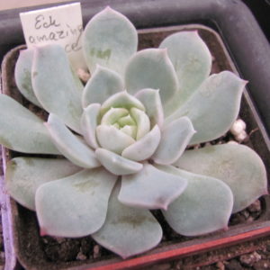 Echeveria    *Amazing  grace*