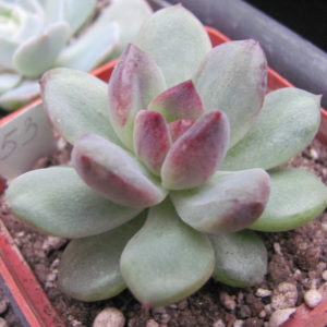 Echeveria   hybr.   53       Italy