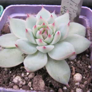 Echeveria    Baijiji       Korea