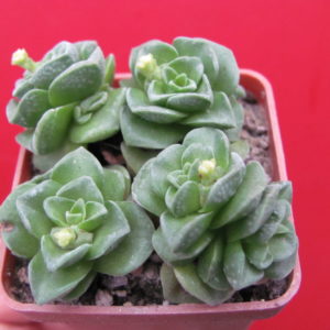 Crassula Dorothy