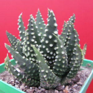 Haworthia      pumila