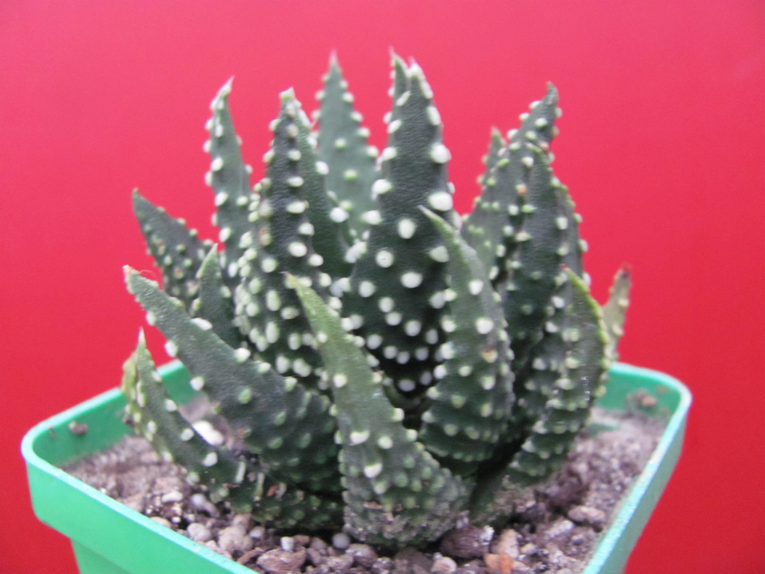 Haworthia      pumila