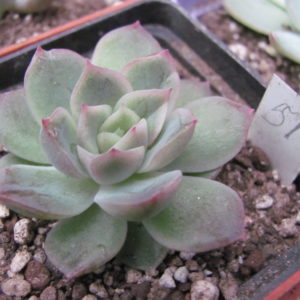 Echeveria   hybr.  51       Italy
