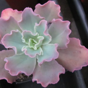 Echeveria   Blue Curls
