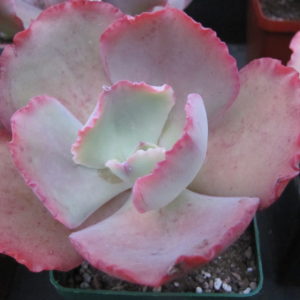 Echeveria Crinoline