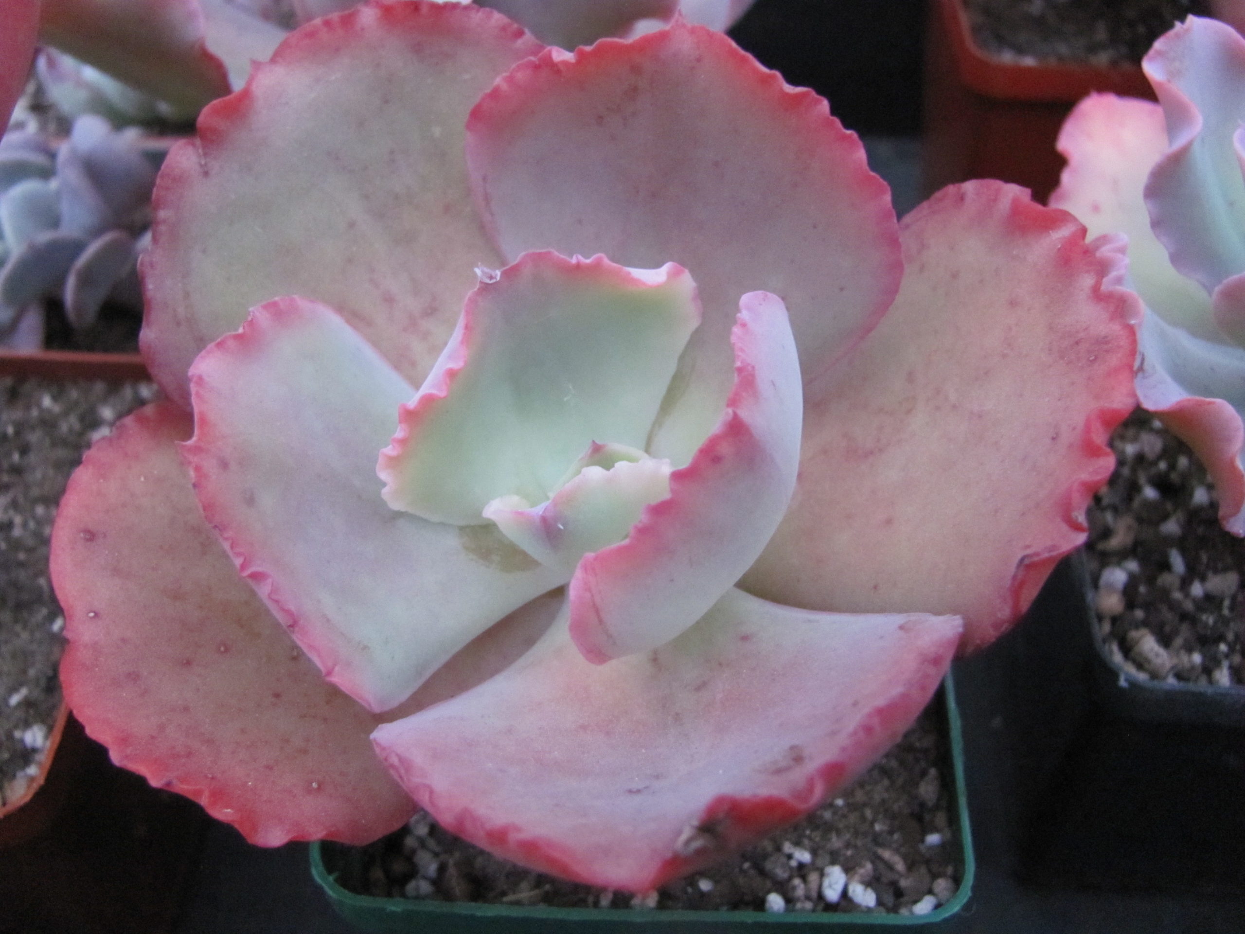 Echeveria Crinoline