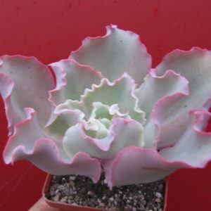 Echeveria