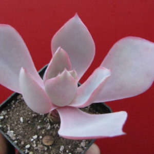 Echeveria afterglow