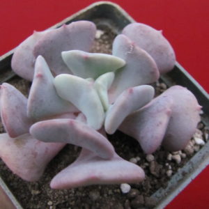 Echeveria  Cubic Frost
