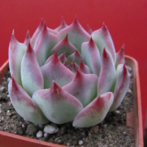 Echeveria  chihuahuensis  Ruby Blush