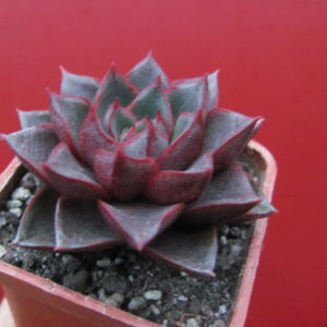 Echeveria   purpusorum  Red    ( hybrid  Lipskiy )