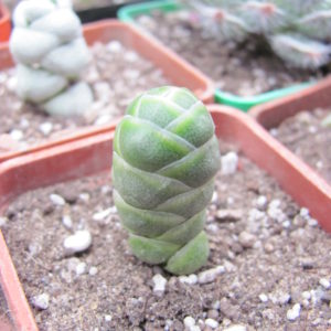 Crassula barklyi