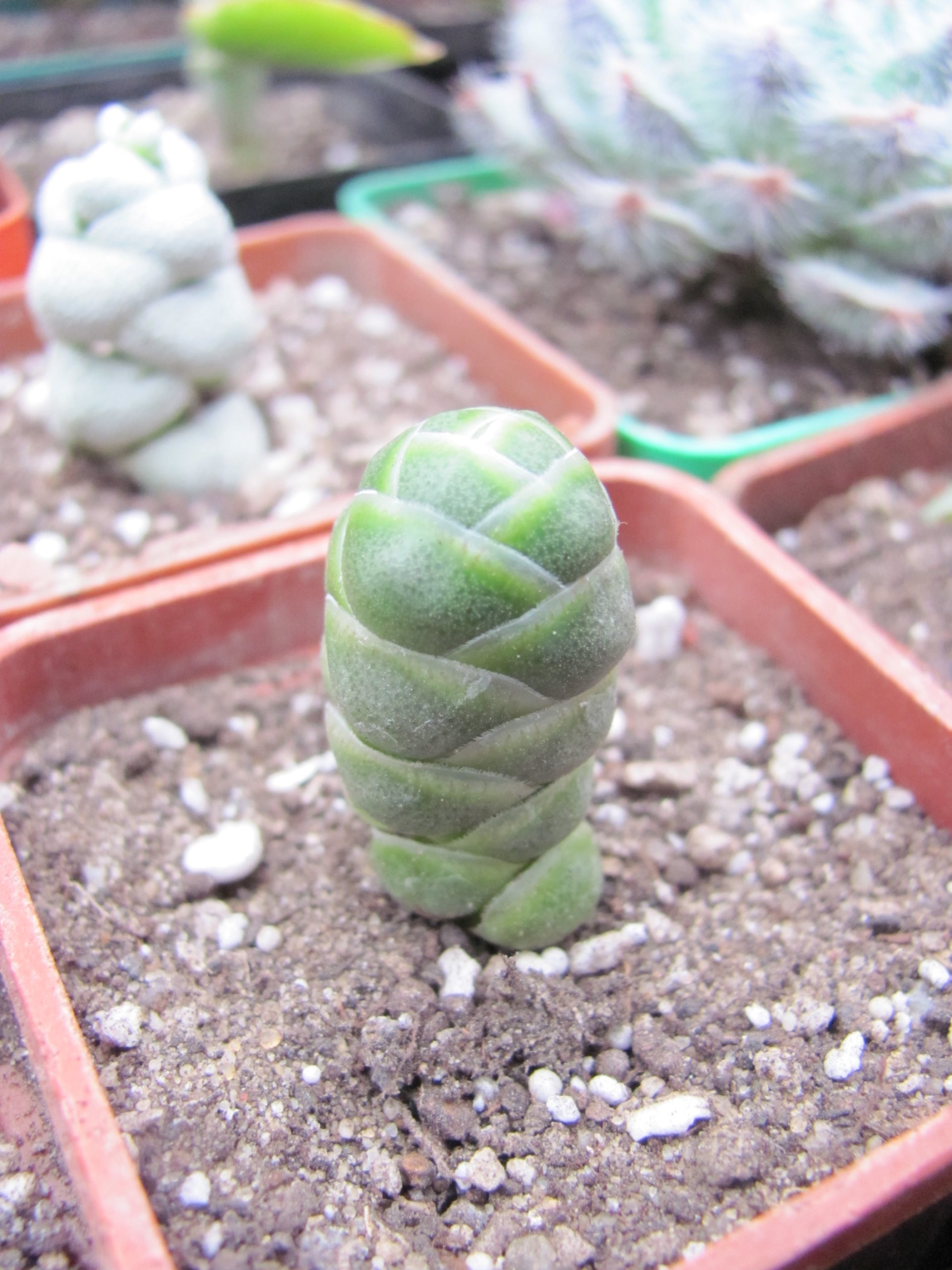 Crassula barklyi
