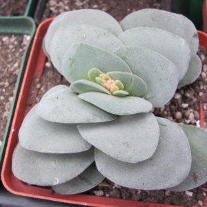 Crassula Morgans Beauty
