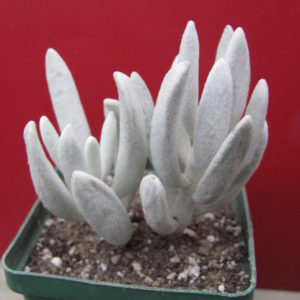 Senecio haworthioides    F2