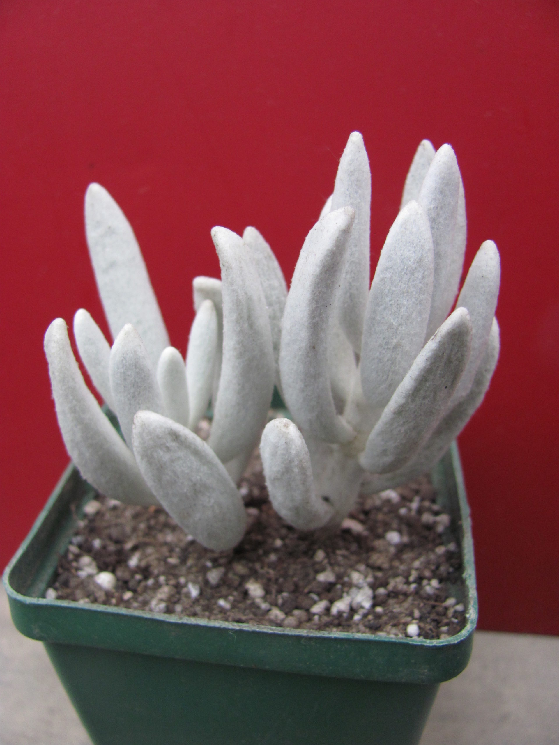 Senecio haworthioides F2