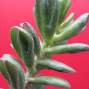 Crassula  *HOBBIT*