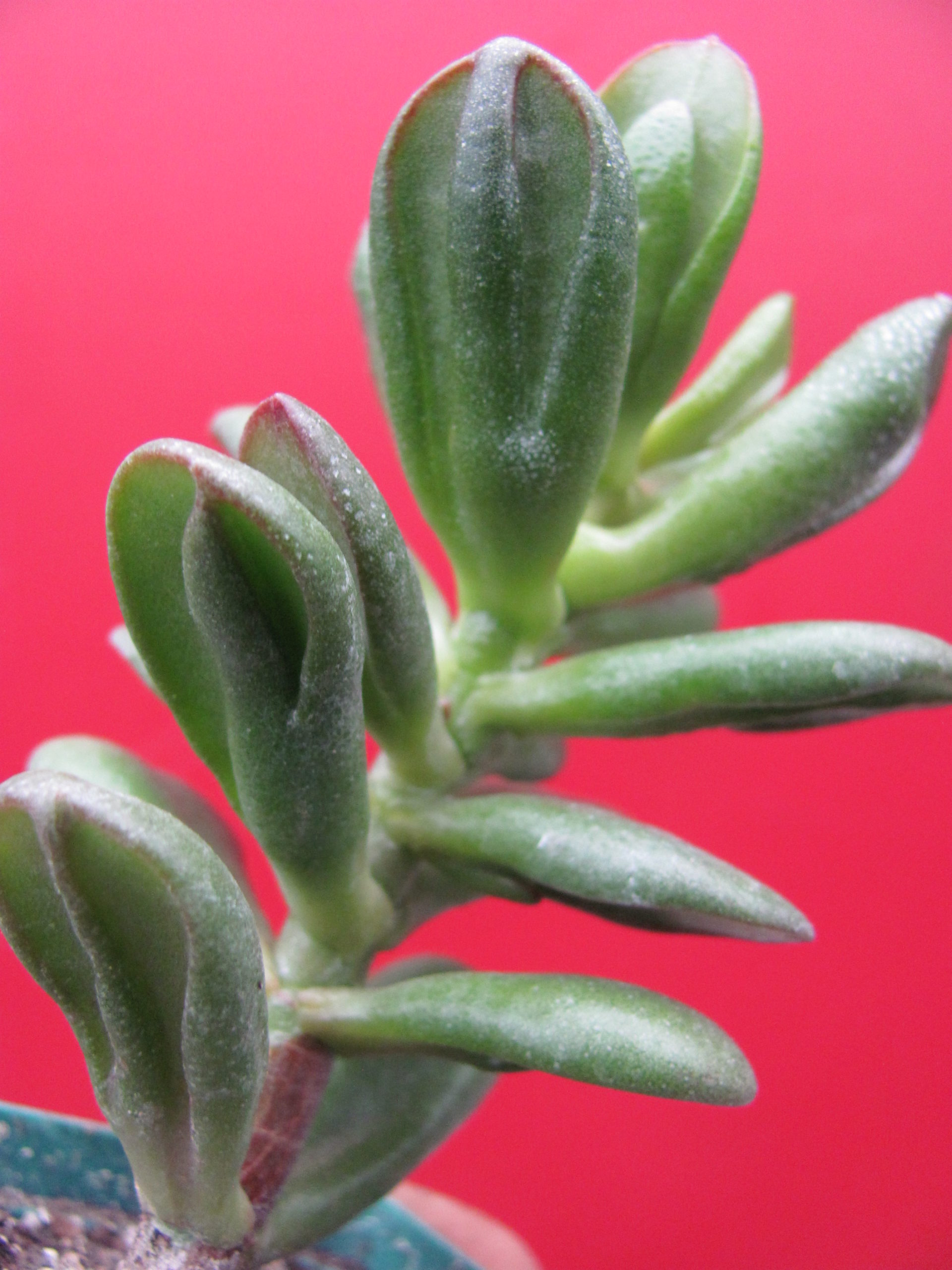 Crassula *HOBBIT*
