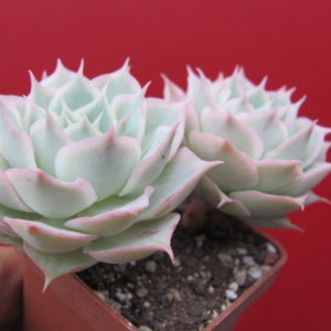 Echeveria    hybr.