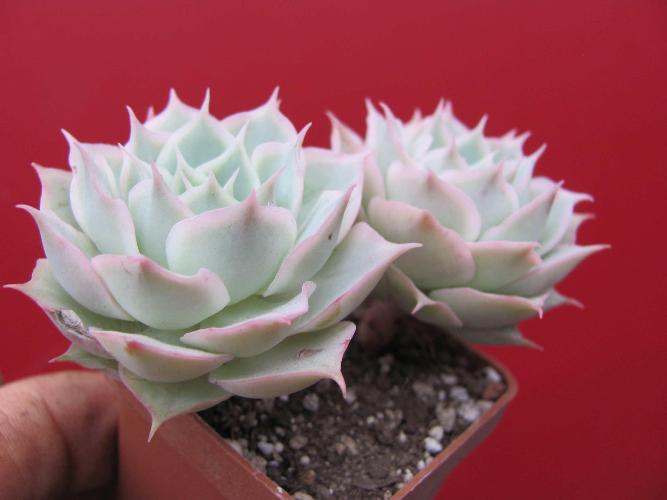 Echeveria hybr.