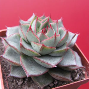 Echeveria  Fabiola