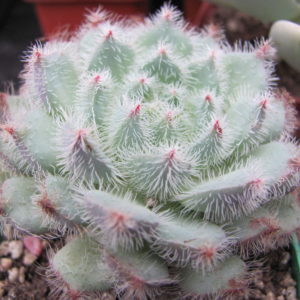 Echeveria   deminuta